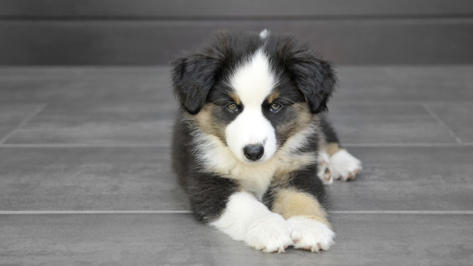 Tri-colored puppy lying down on hardwood floor.