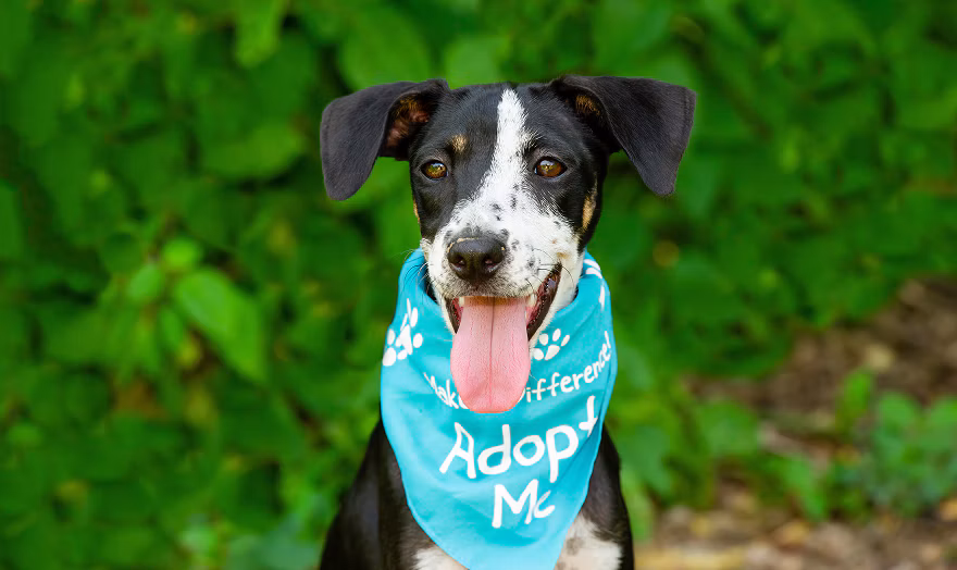 Dog wearing "Adopt Me" bandana