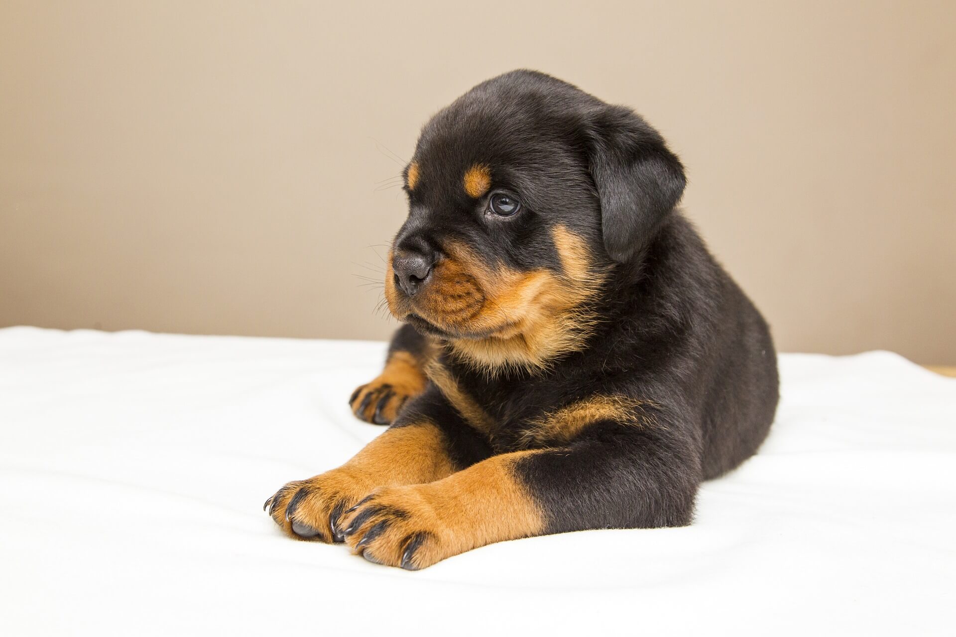 Rottweiler puppy lying down