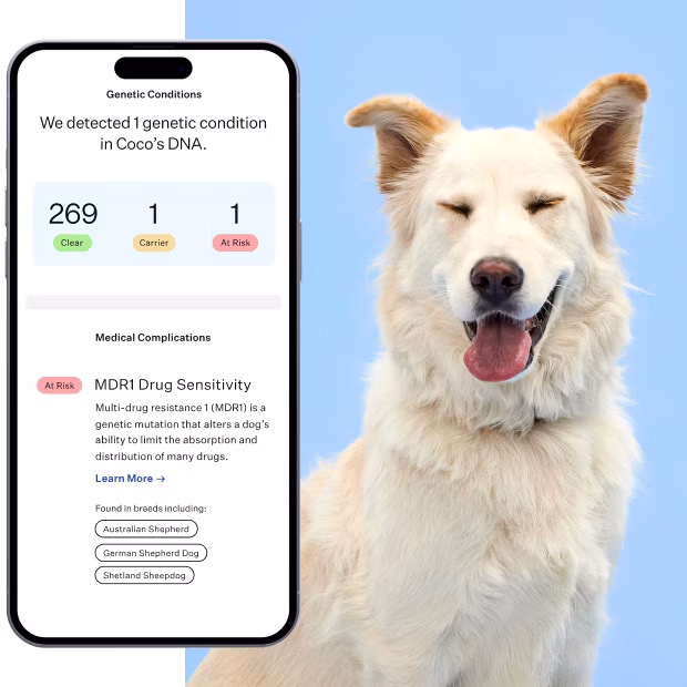 White dog with DNA health results on screen