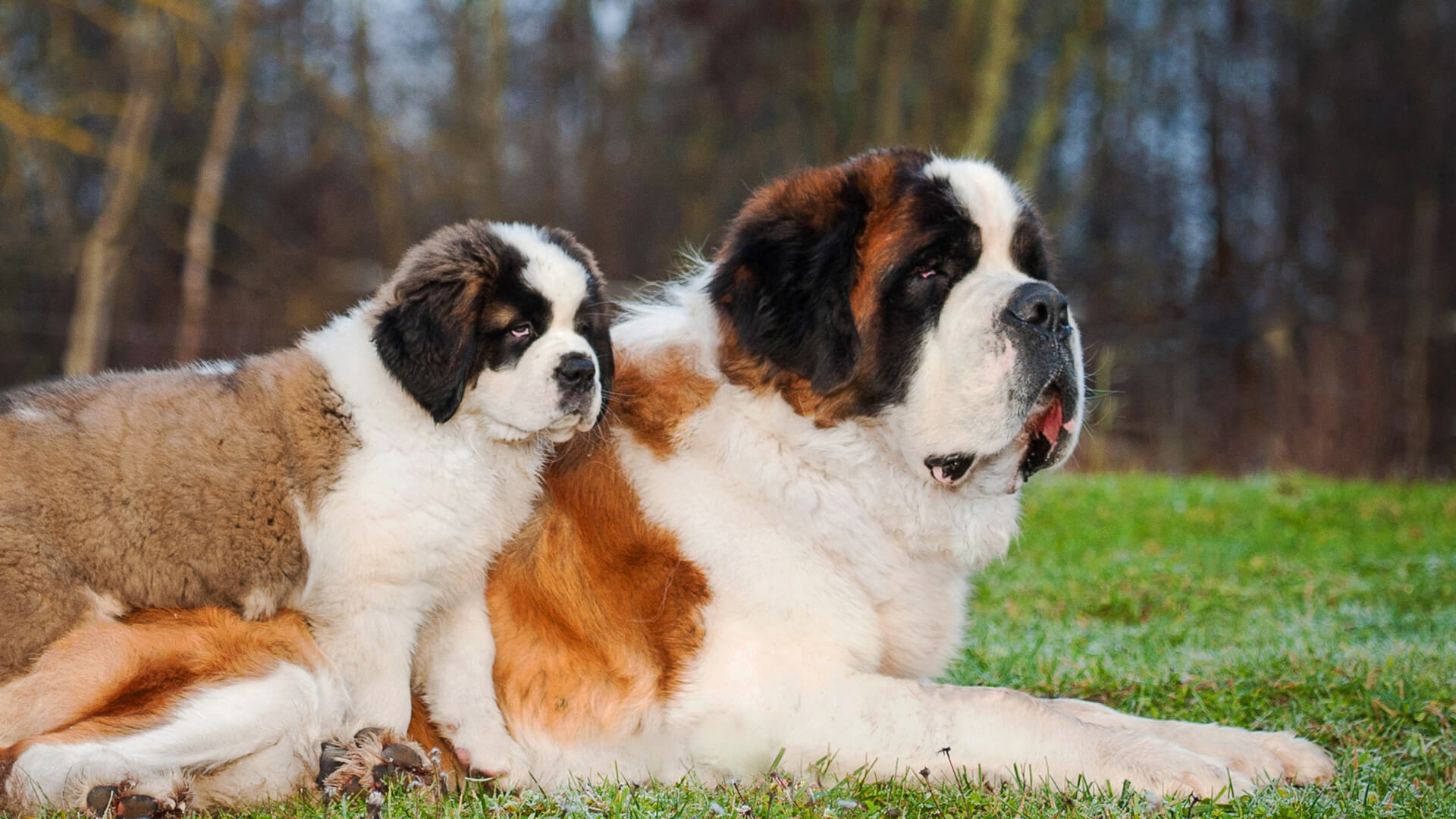 Male Saint Bernard with puppy in field