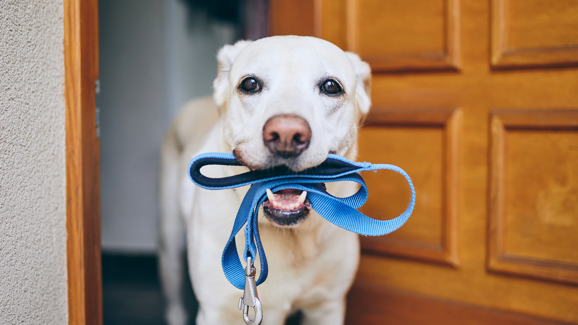 Dog holding his hook