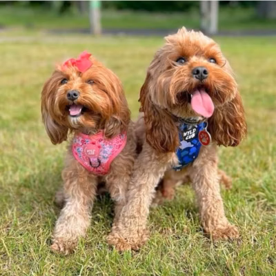 Marnie and Cooper Reunion