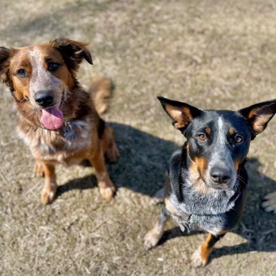 one red cattle dog mix and one black cattle dog mix look to camera