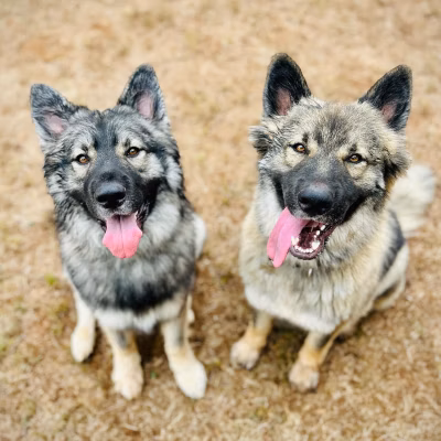 two black and brown long haired dogs smile at the camera