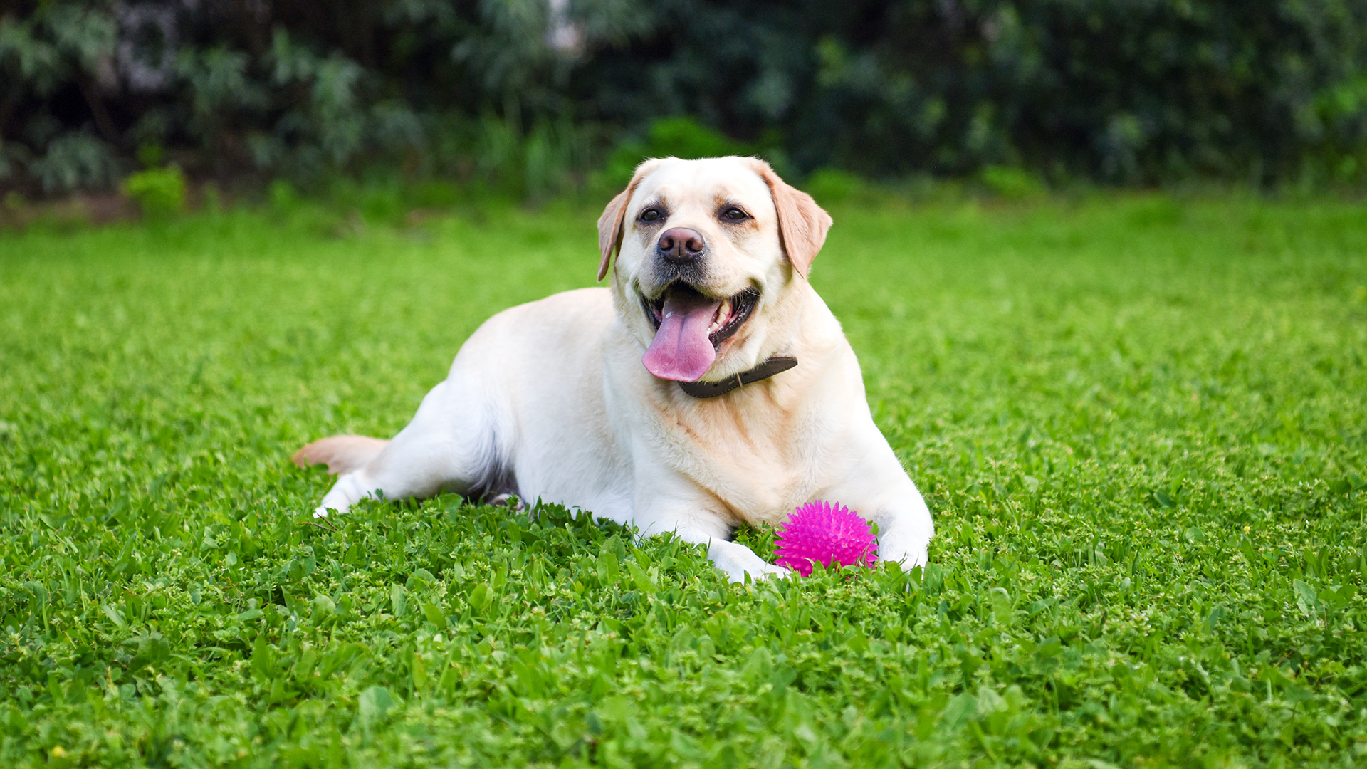 Overweight Lab mix laying in grass next to toy