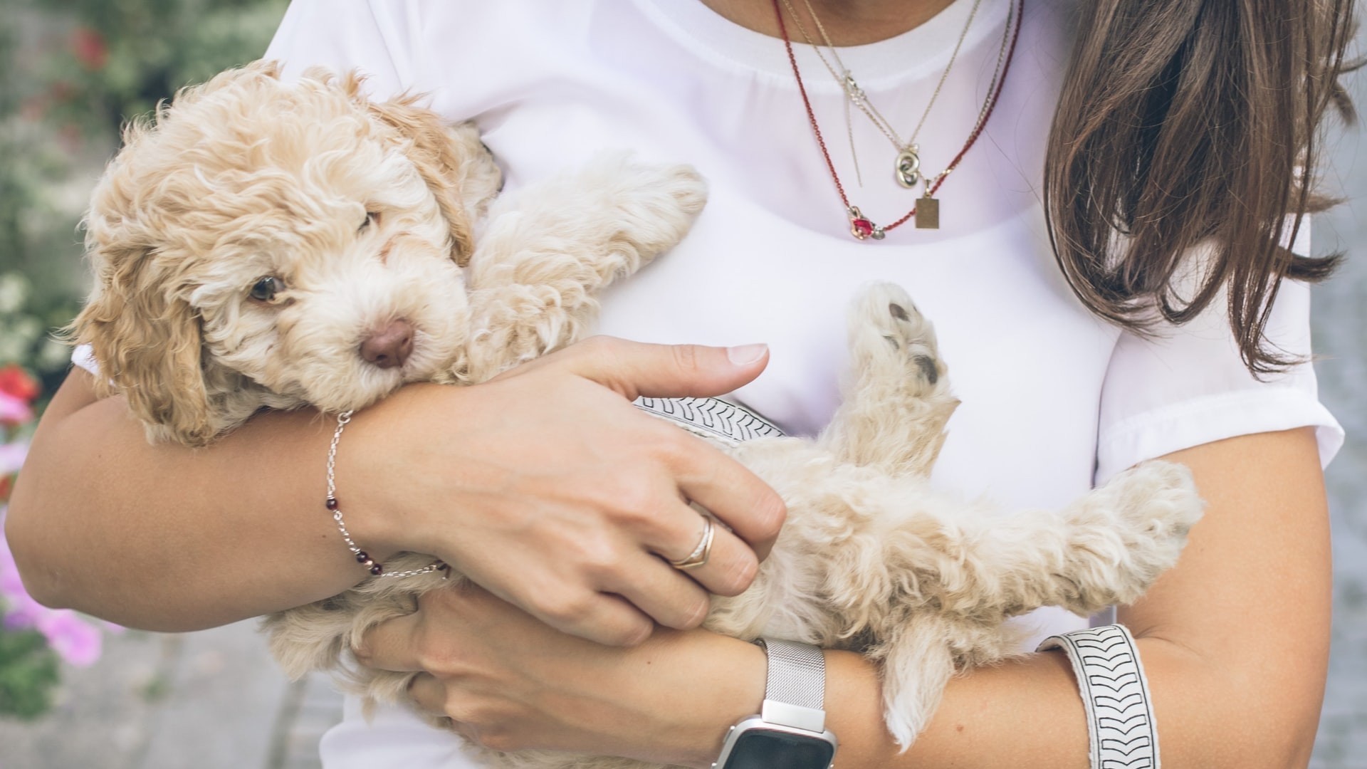 Woman holding foster dog puppy