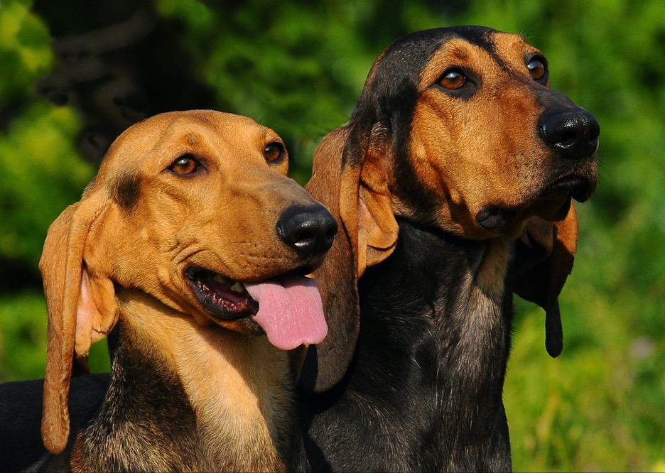 Two types of hound dog looking into the distance.