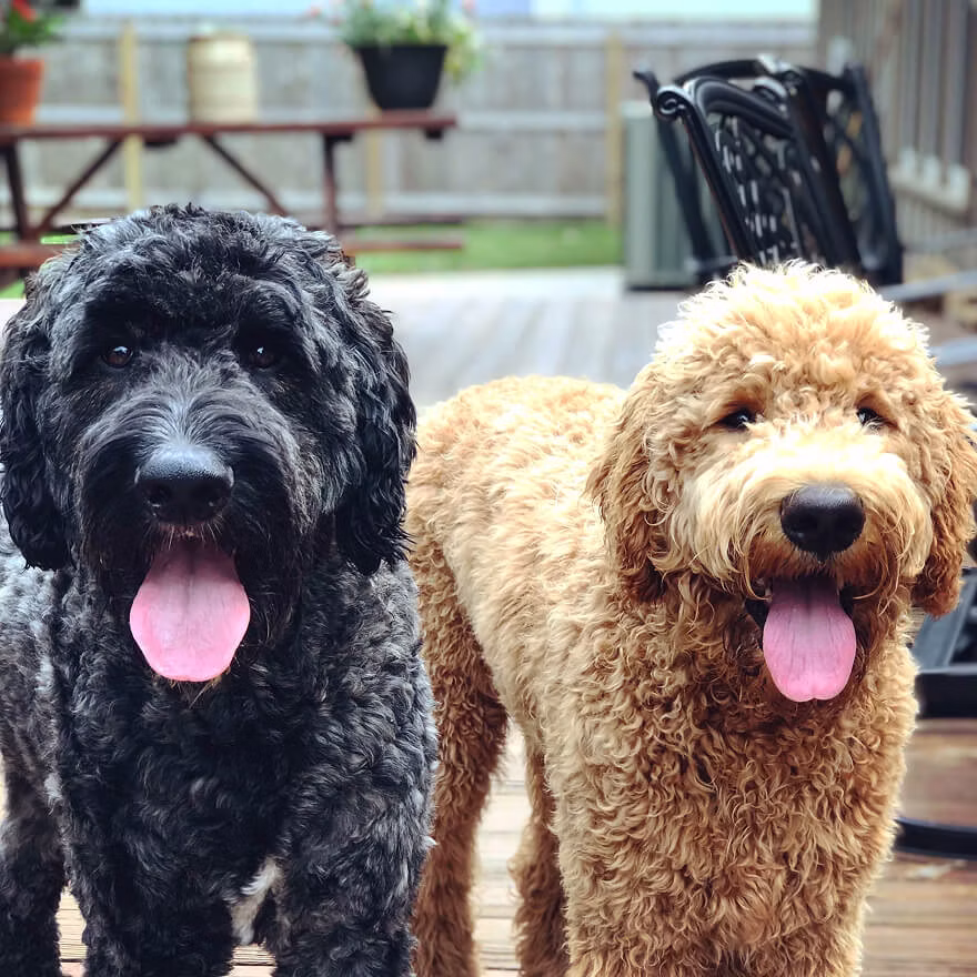 Two goldendoodles outside