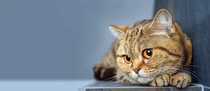 Calico cat looking at something off camera