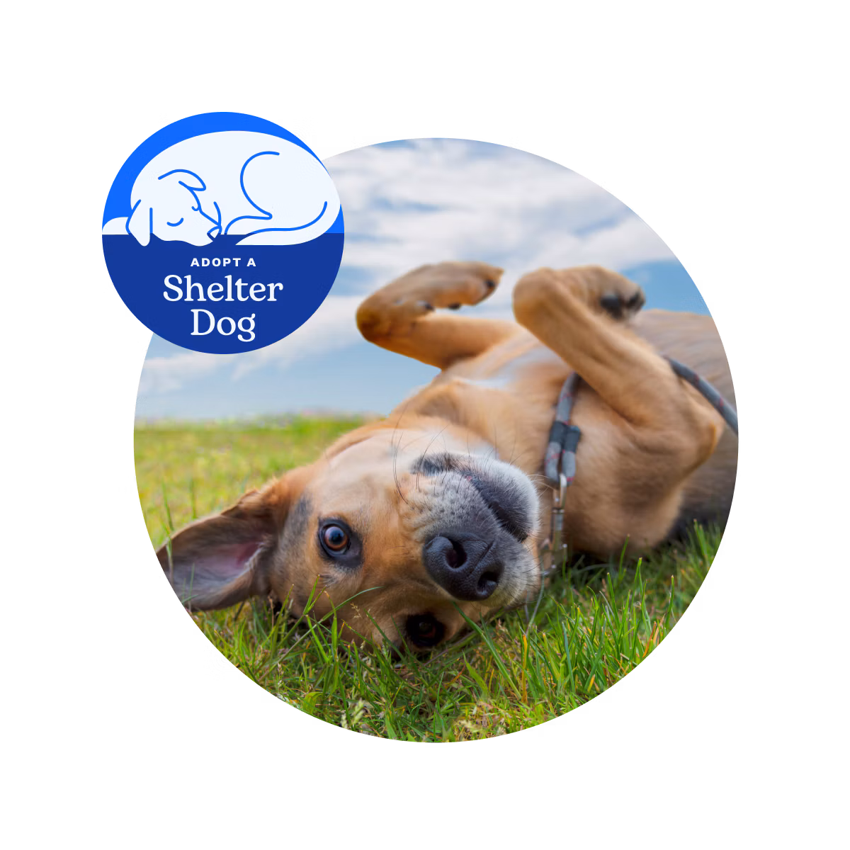 Adopt a Shelter Dog Image: cute dog laying on grass and looks at camera