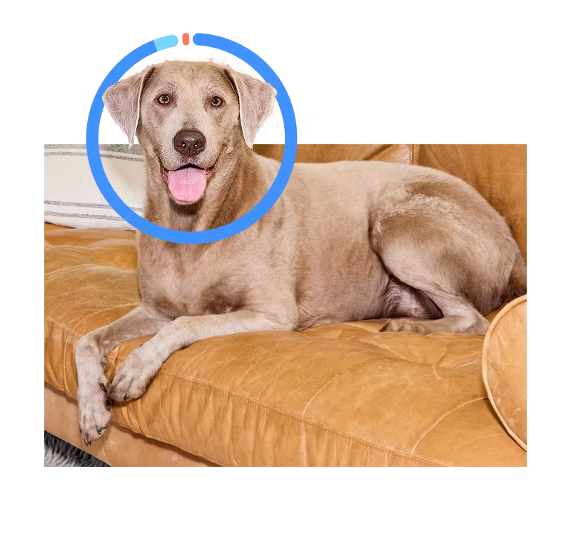 Dog sitting on couch with breed ring