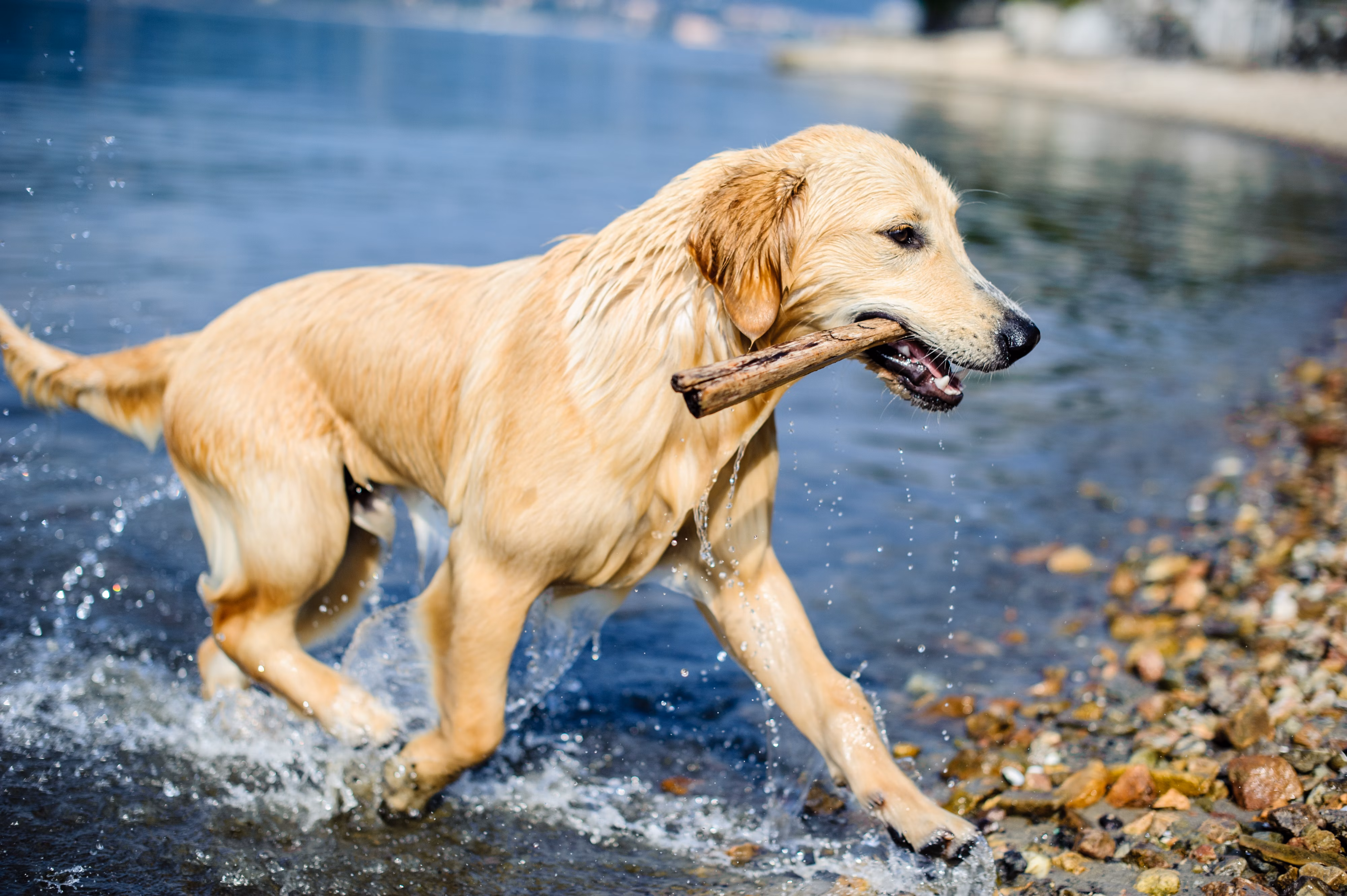 Golden Retriever fetching a stick from the water.