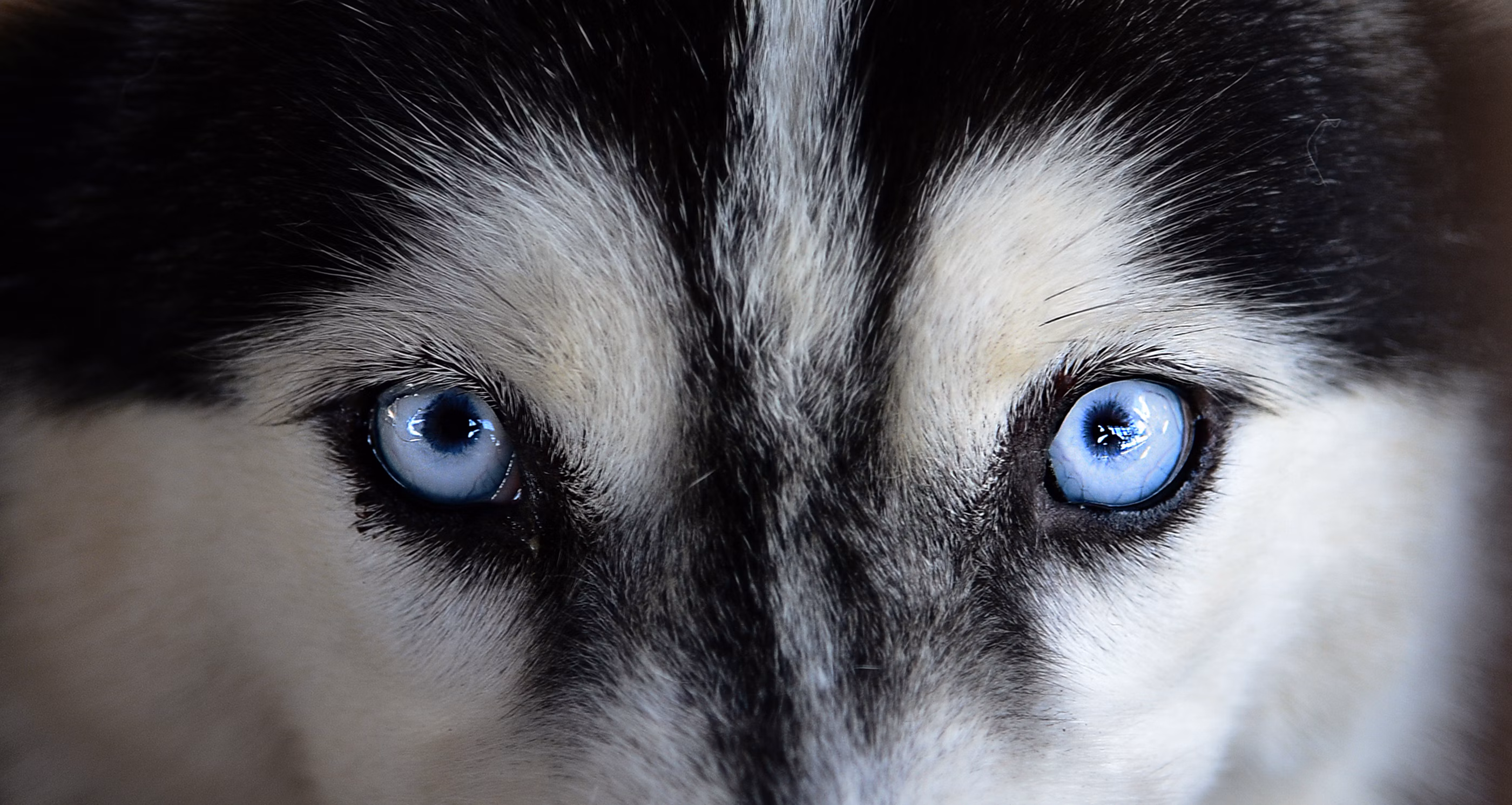 Close up of Husky with blue eyes.