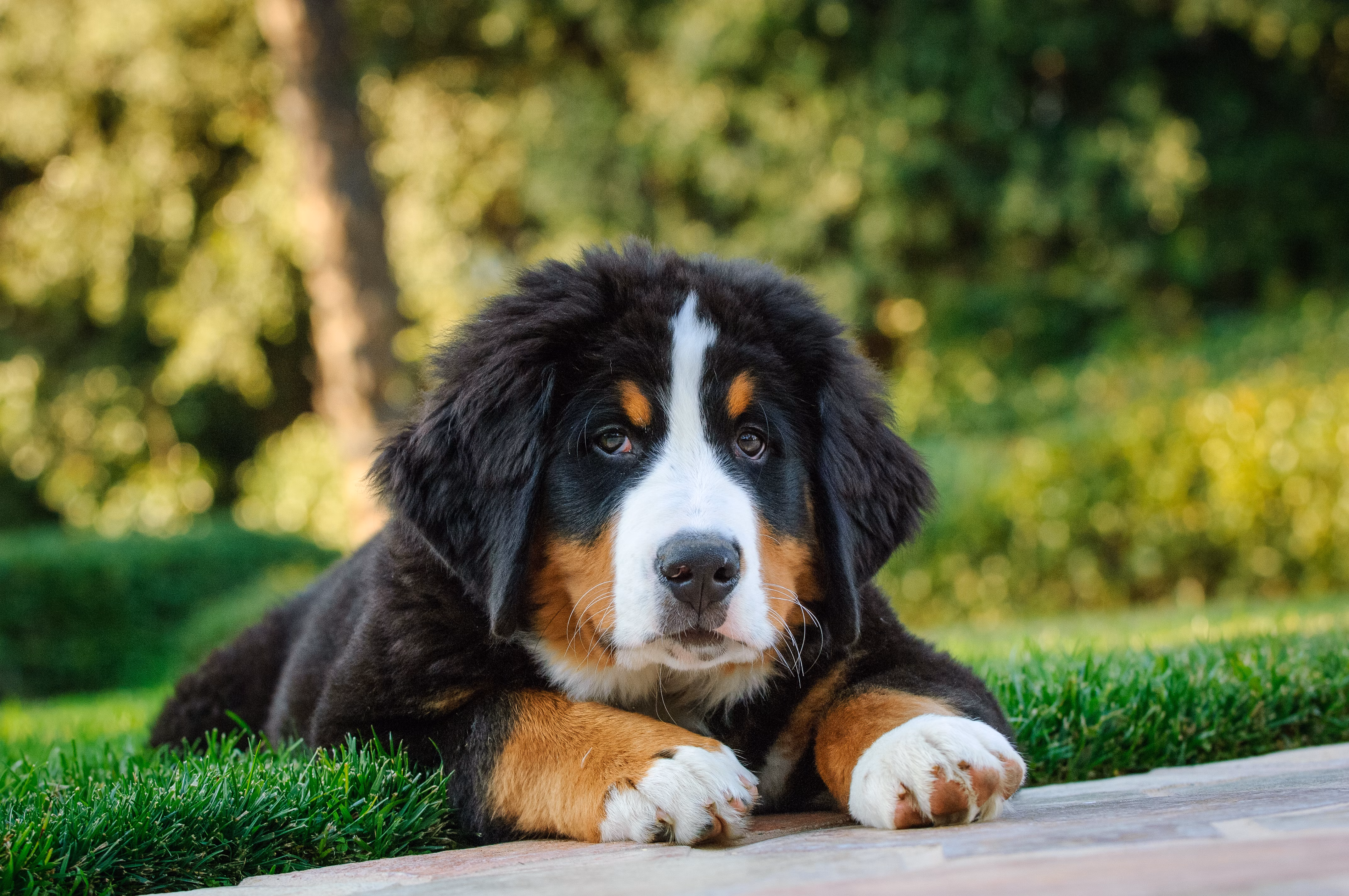 Bernese Mountain Dog puppy lying in the grass.