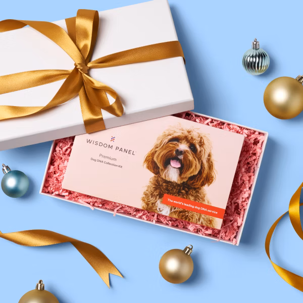 Wisdom Panel product boxes with holiday packages and ornaments