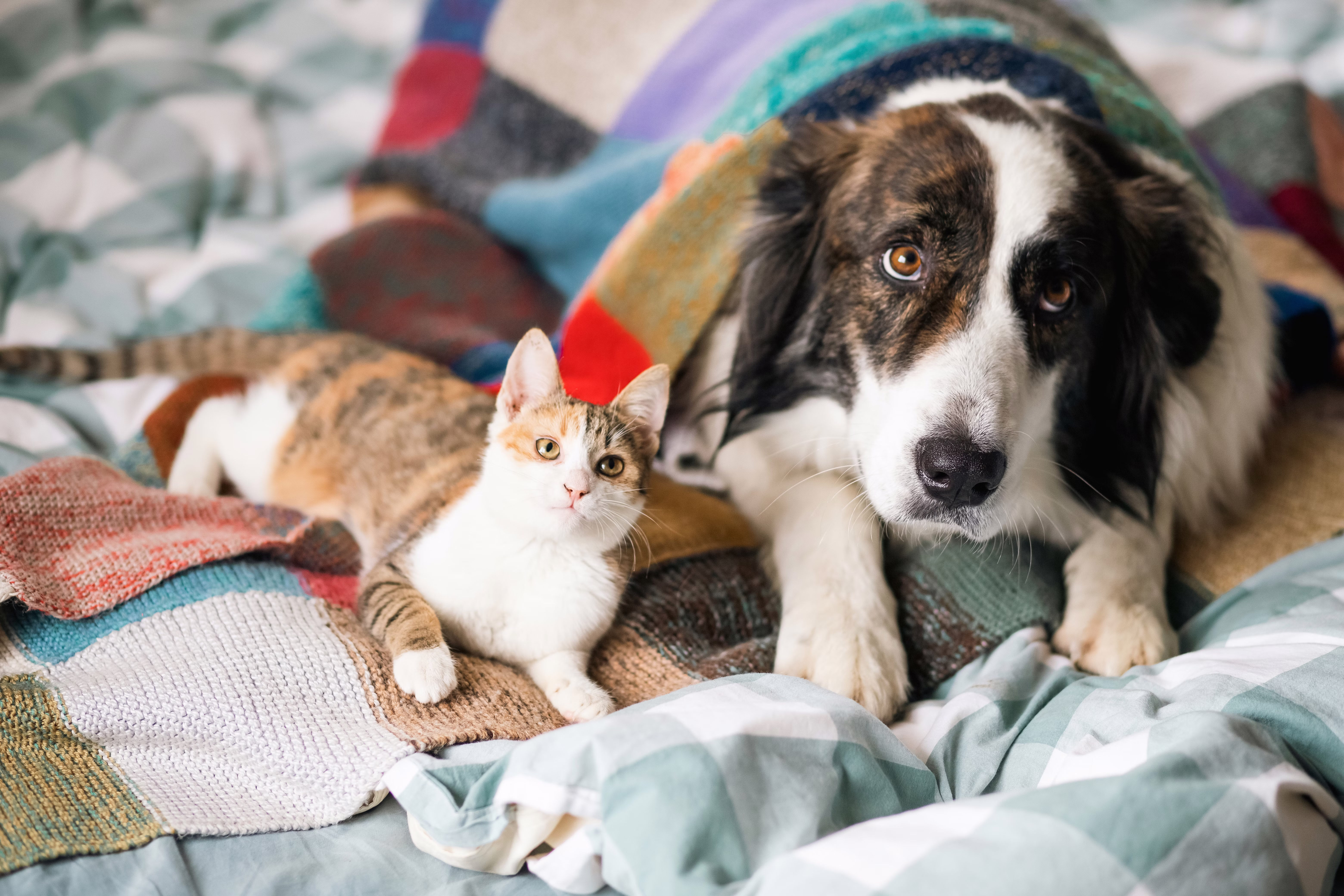 Dog and cat lying next to each other on a bed.