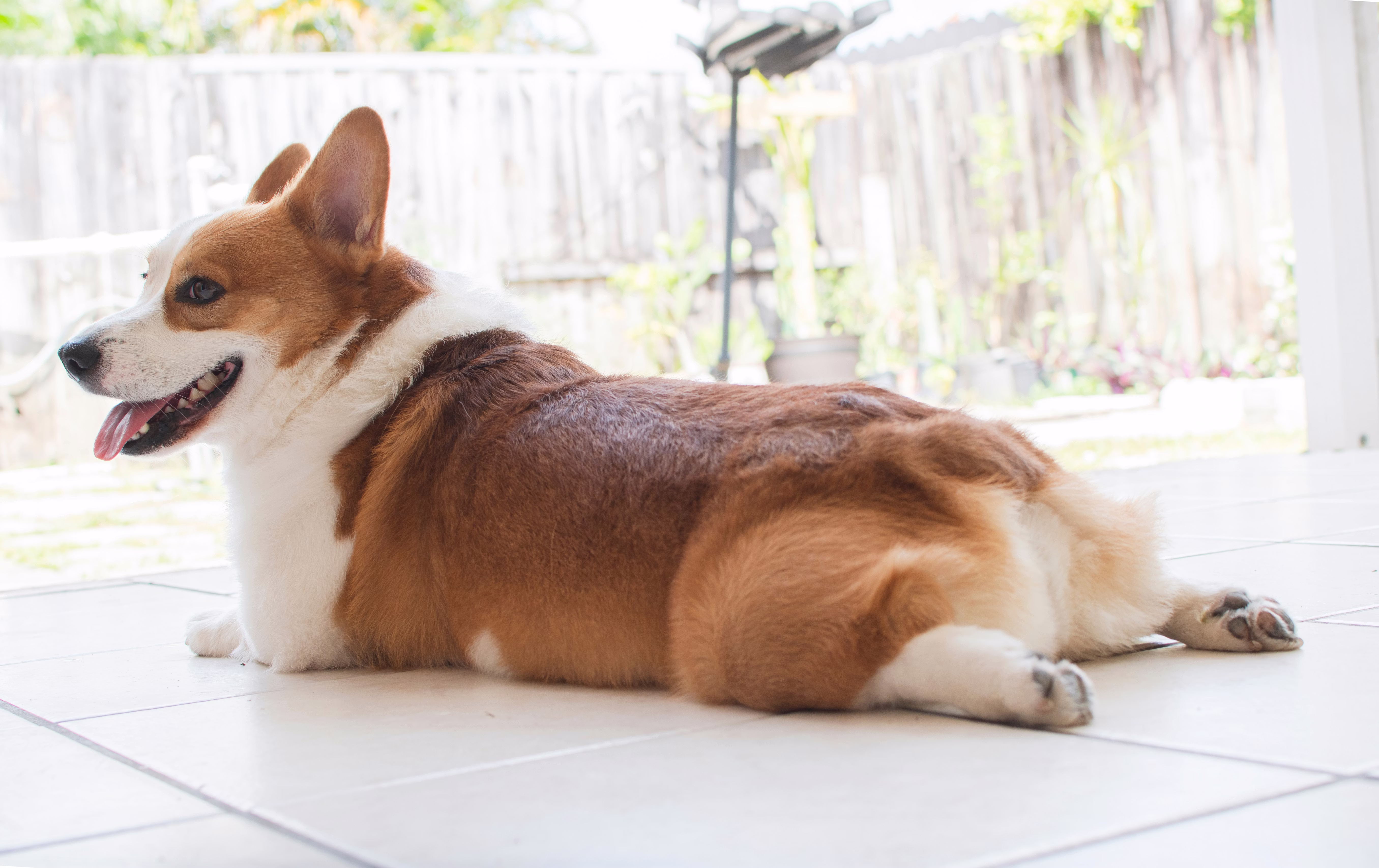Corgi splooting on a tile floor.