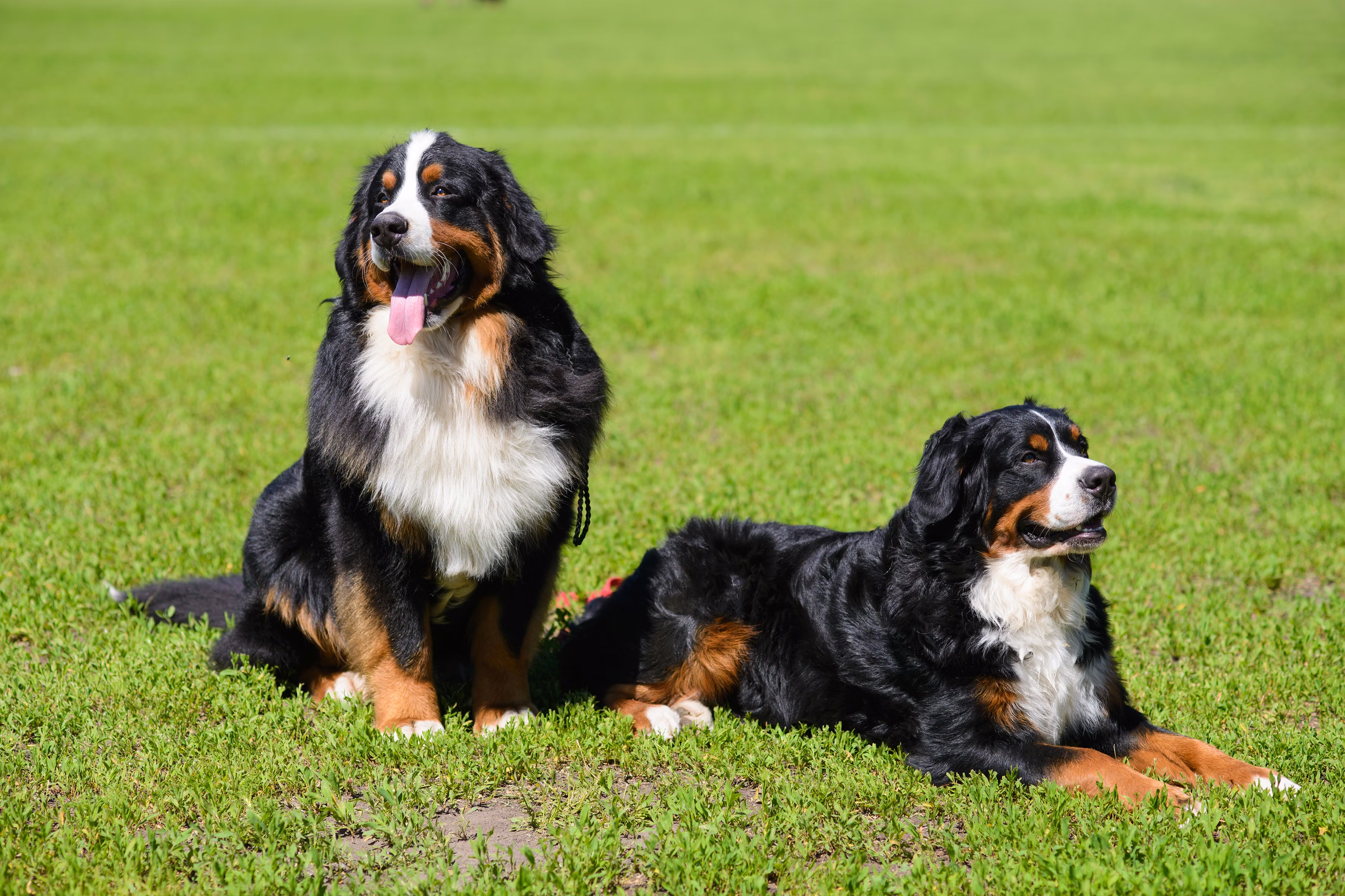 Two Bernese Mountain Dogs lying in the grass.