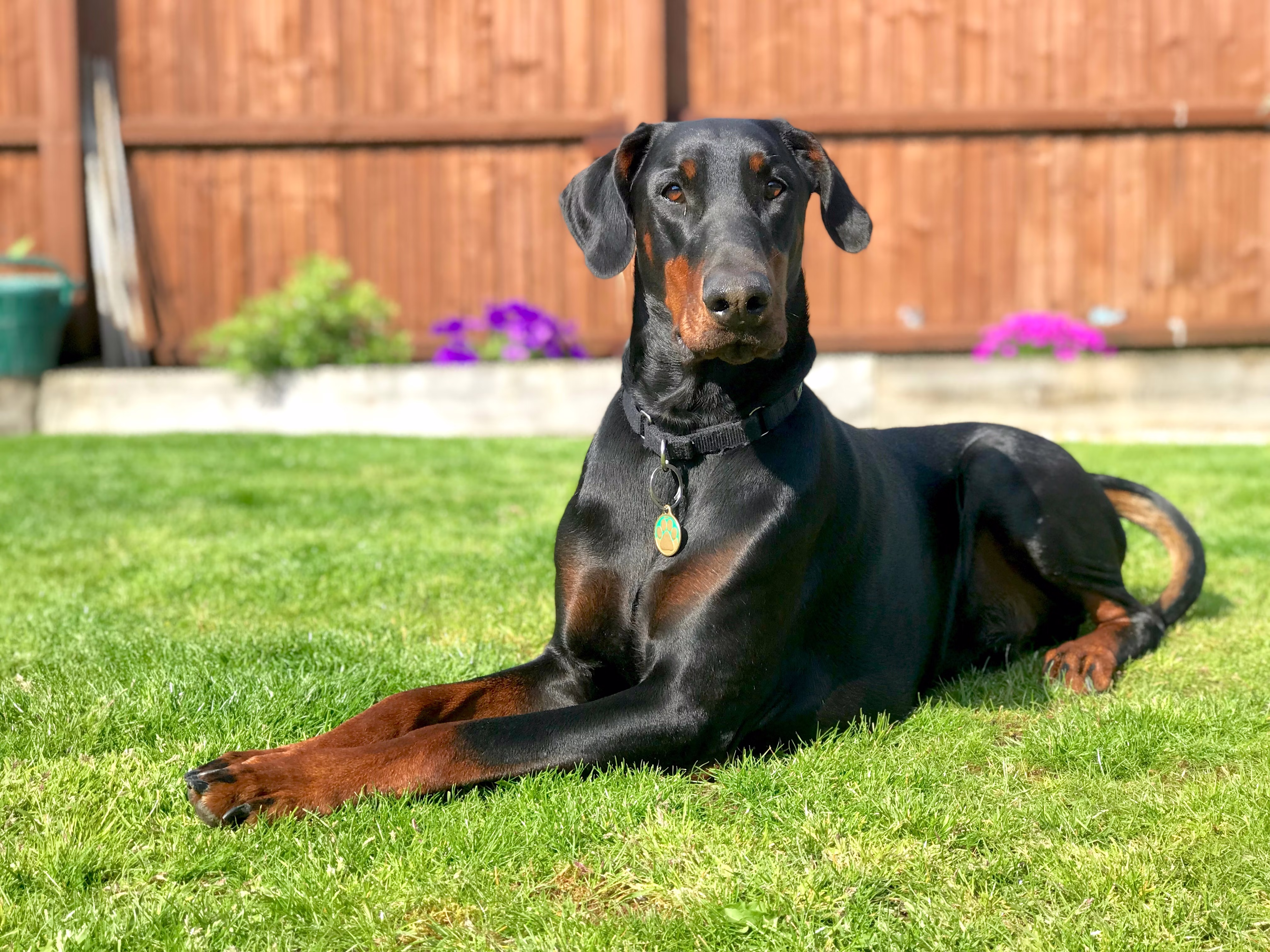 Doberman Pinscher lying in the grass.
