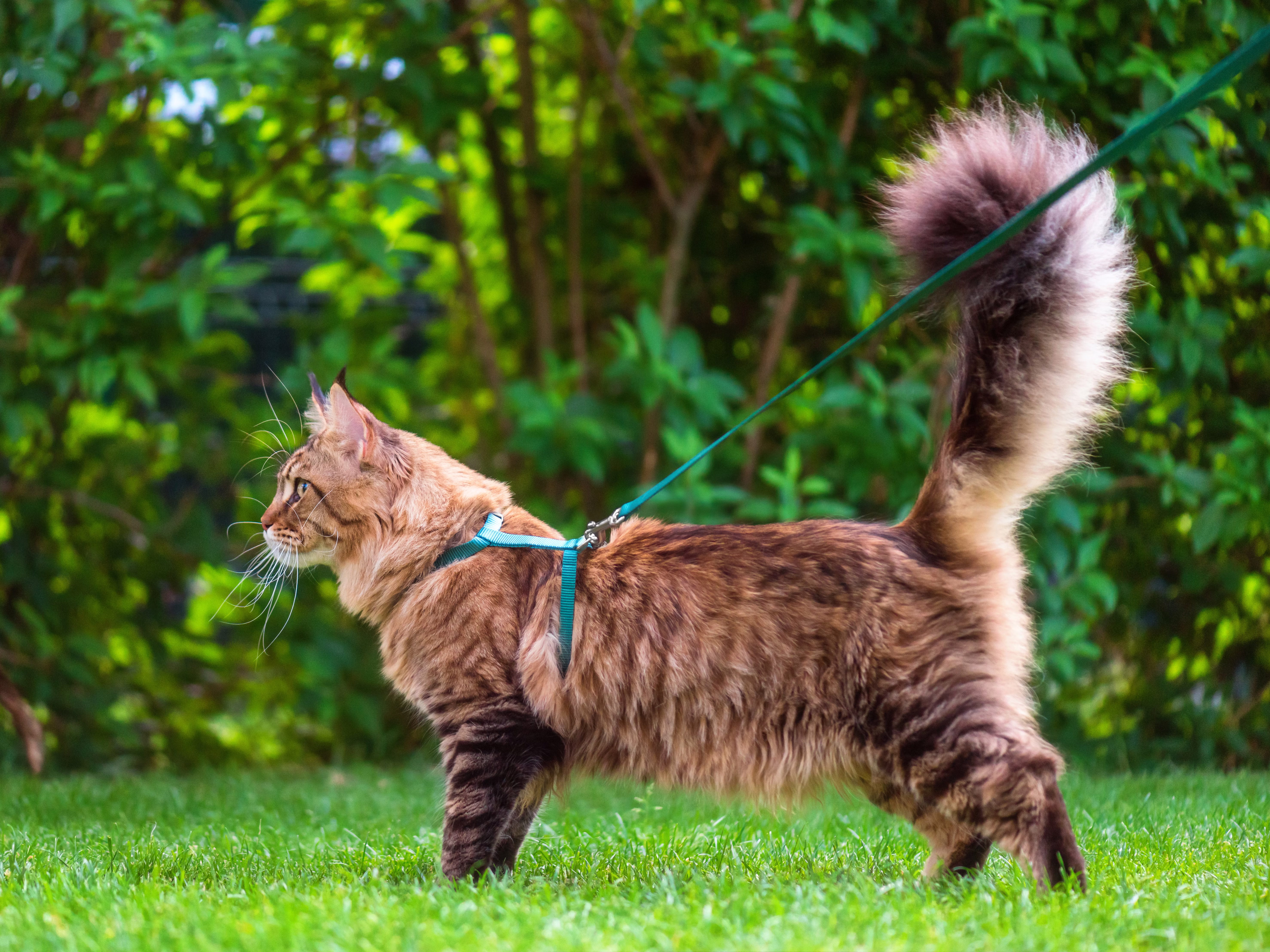 Maine Coon cat walking outside on a leash.