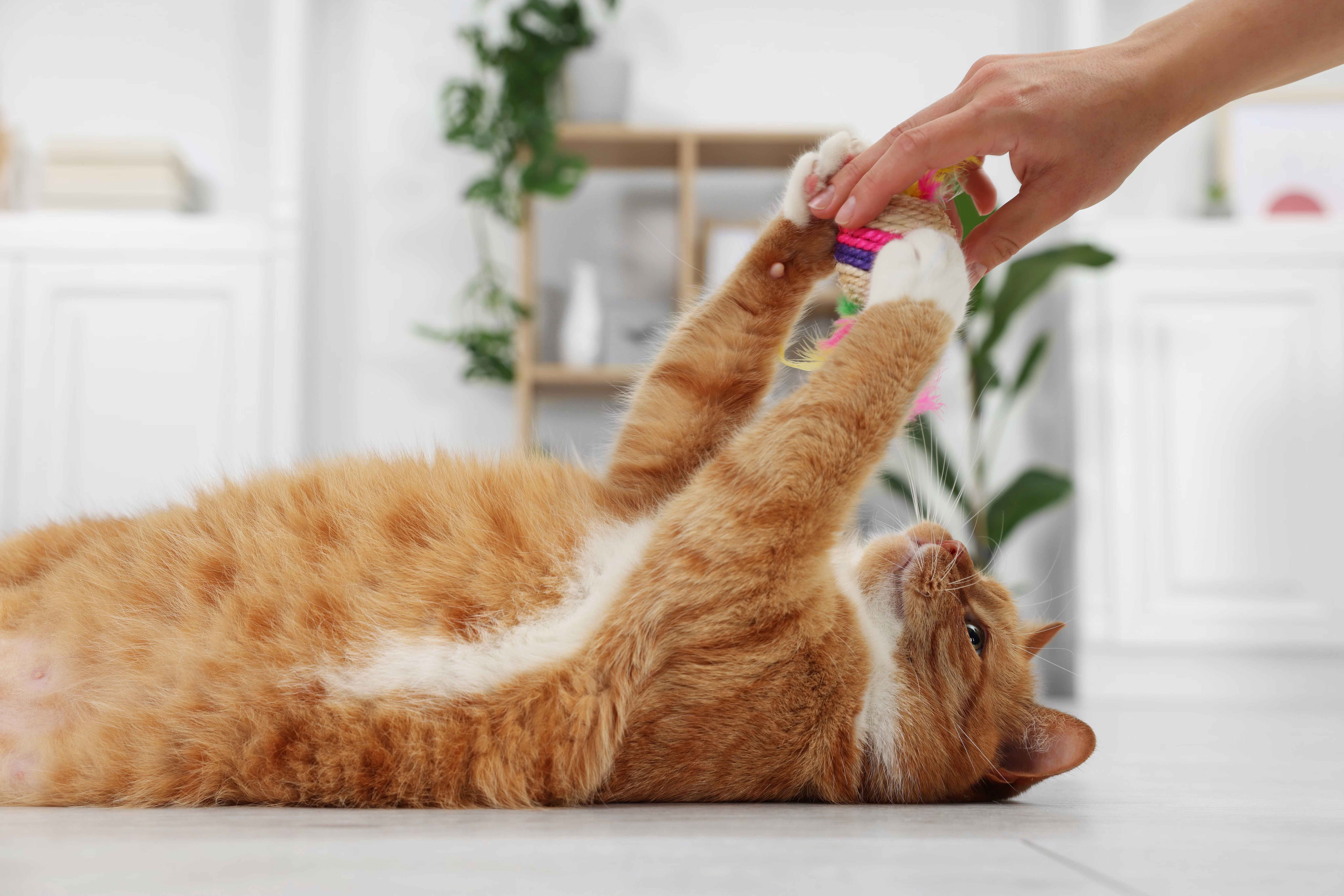 Orange cat lying on their back playing with a toy.