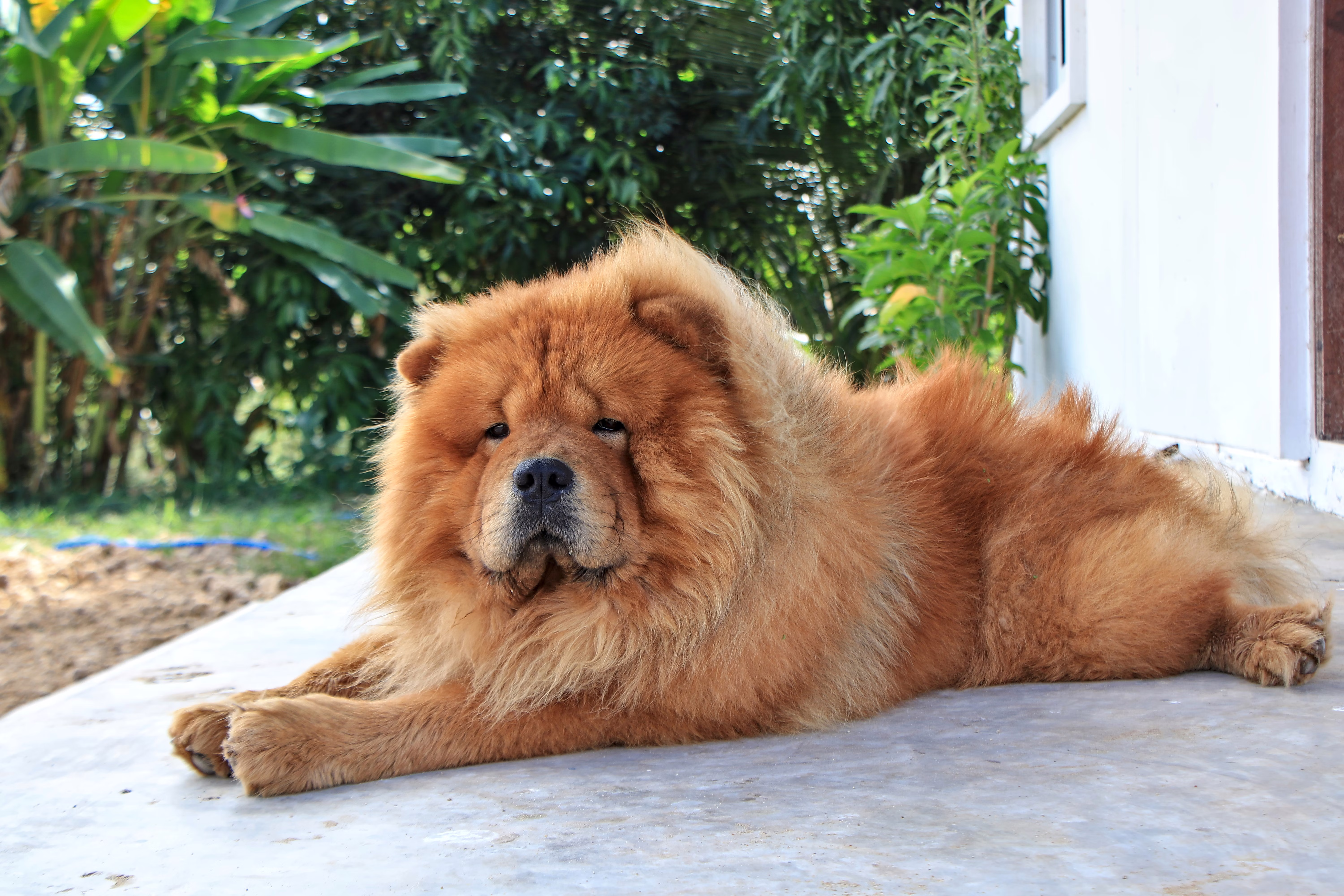 Chow Chow lying outside on a cement patio.