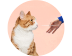 Cat looking at a DNA swab