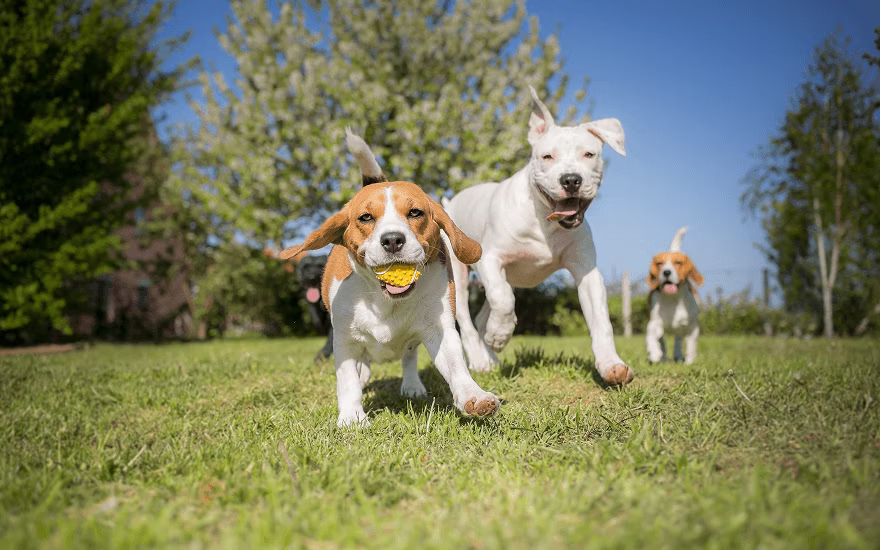 Three dogs playing with a ball at the dog park