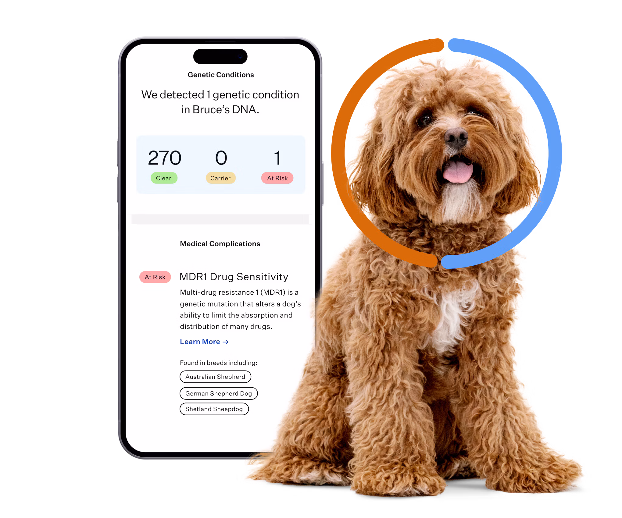 Poodle mix sitting next to health conditions test results