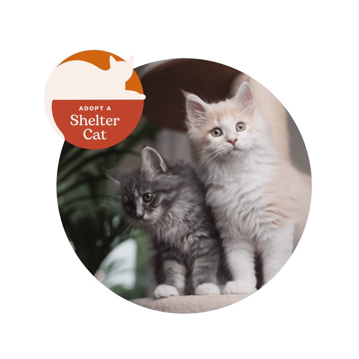 Two kittens with text "Adopt a Shelter Cat"
