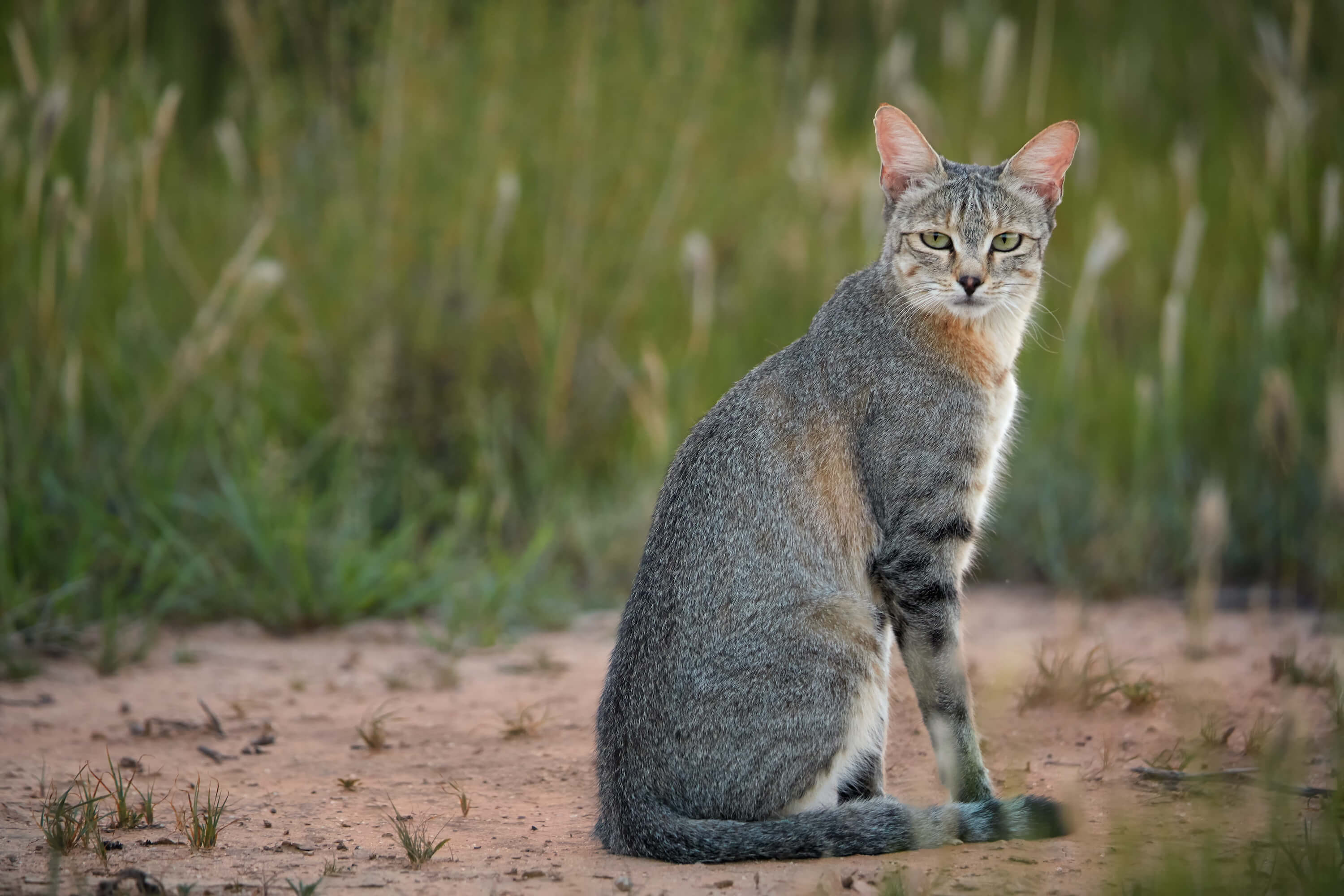 African wild cat