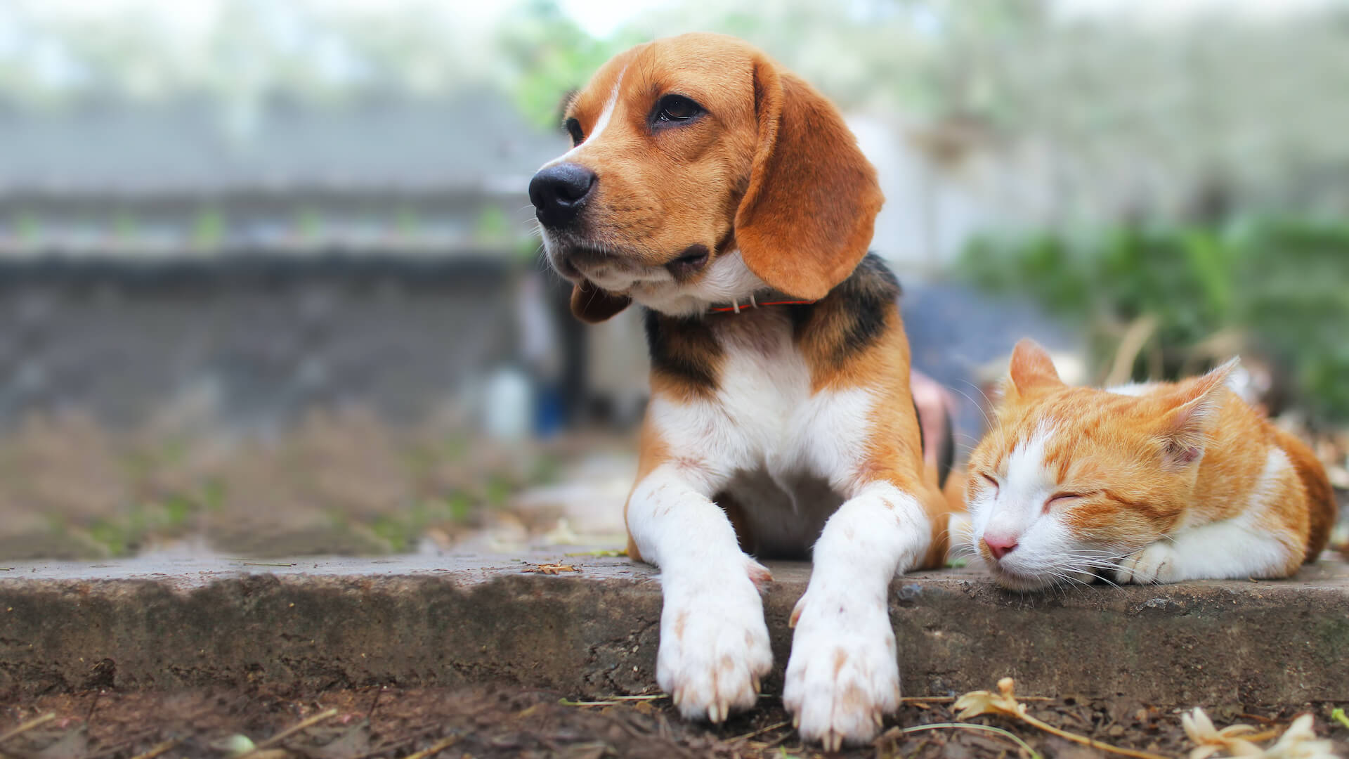 Dog sitting on the floor and a sleeping cat
