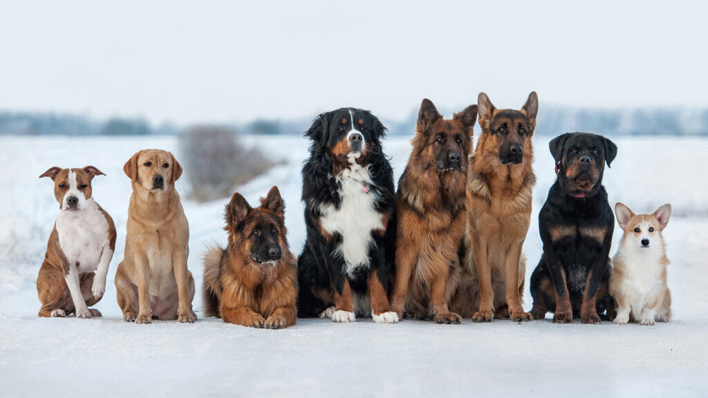 group of dogs standing in the snow