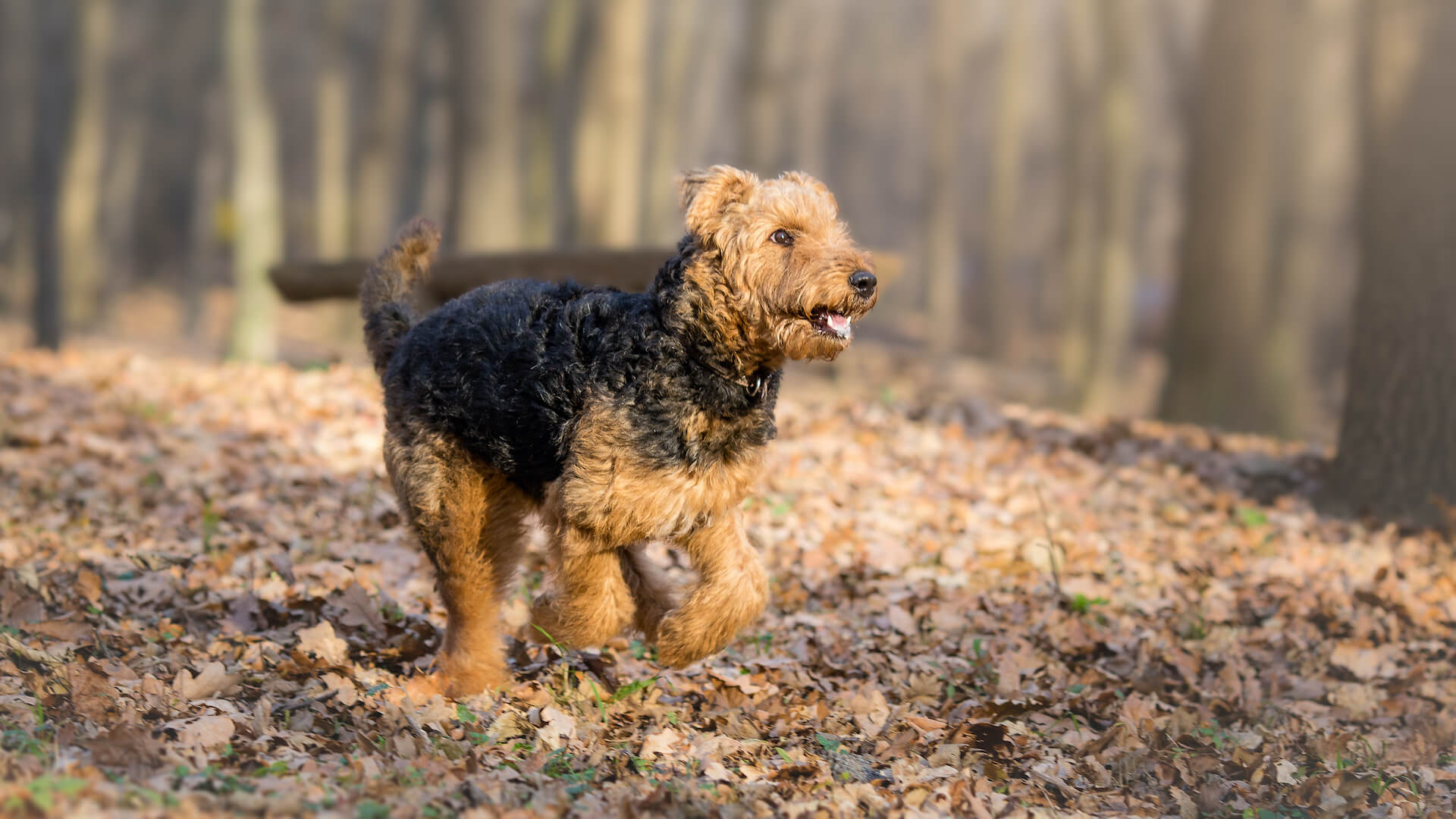 Airedale Terrier running through leaves