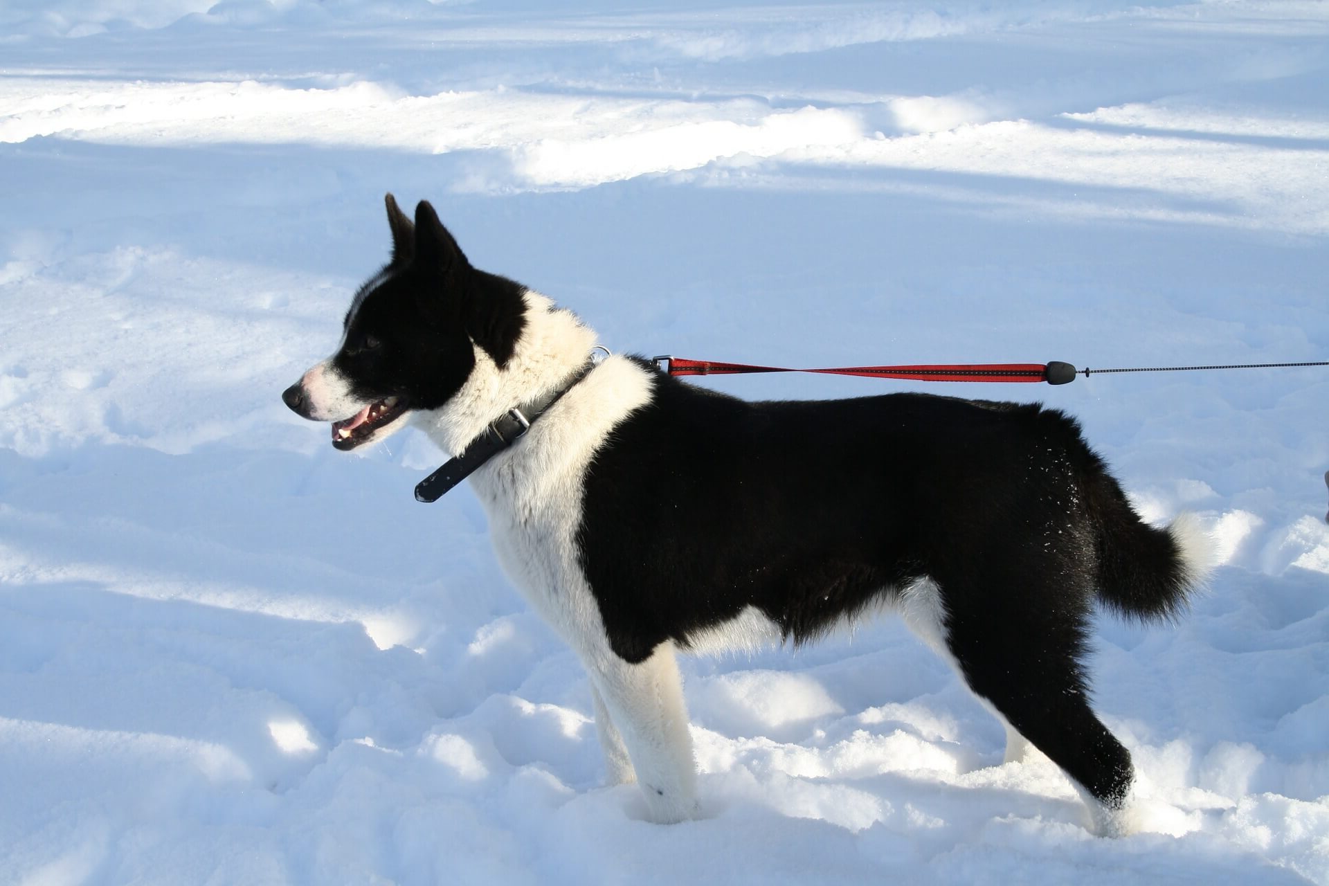 Karelian Bear Dog standing in the snow