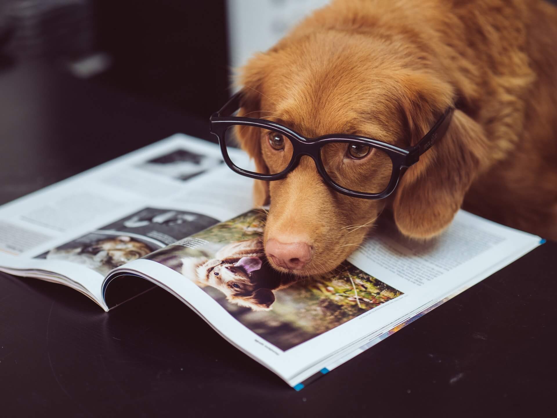 Dog wearing glasses and reading a magazine