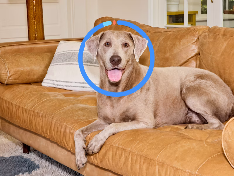 Dog with breed ring sitting on couch
